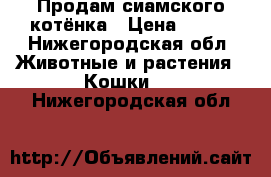 Продам сиамского котёнка › Цена ­ 500 - Нижегородская обл. Животные и растения » Кошки   . Нижегородская обл.